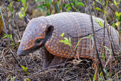 Euphractus sexcinctus