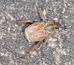 Hoplia