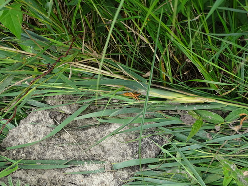 Gold Grasshopper, 8371 Scheerwolde, Nederland, photo 10 of 10