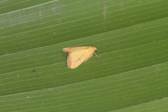 Marimatha botyoides