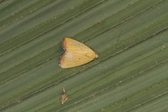 Marimatha botyoides