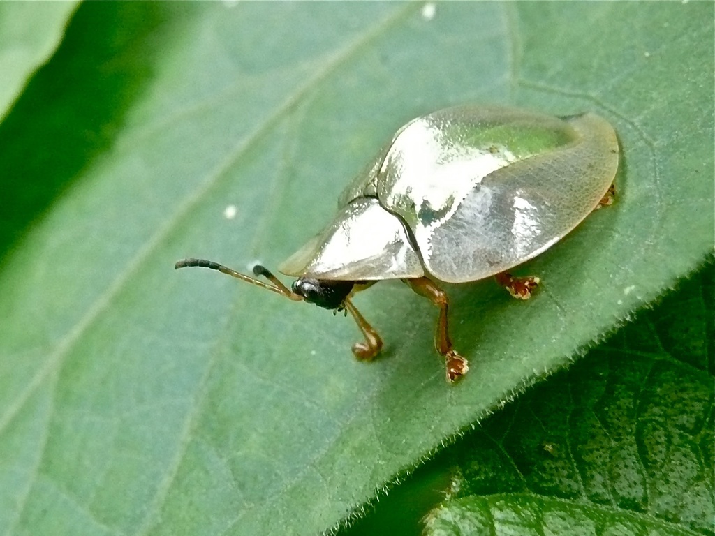 Aspidomorpha chlorotica