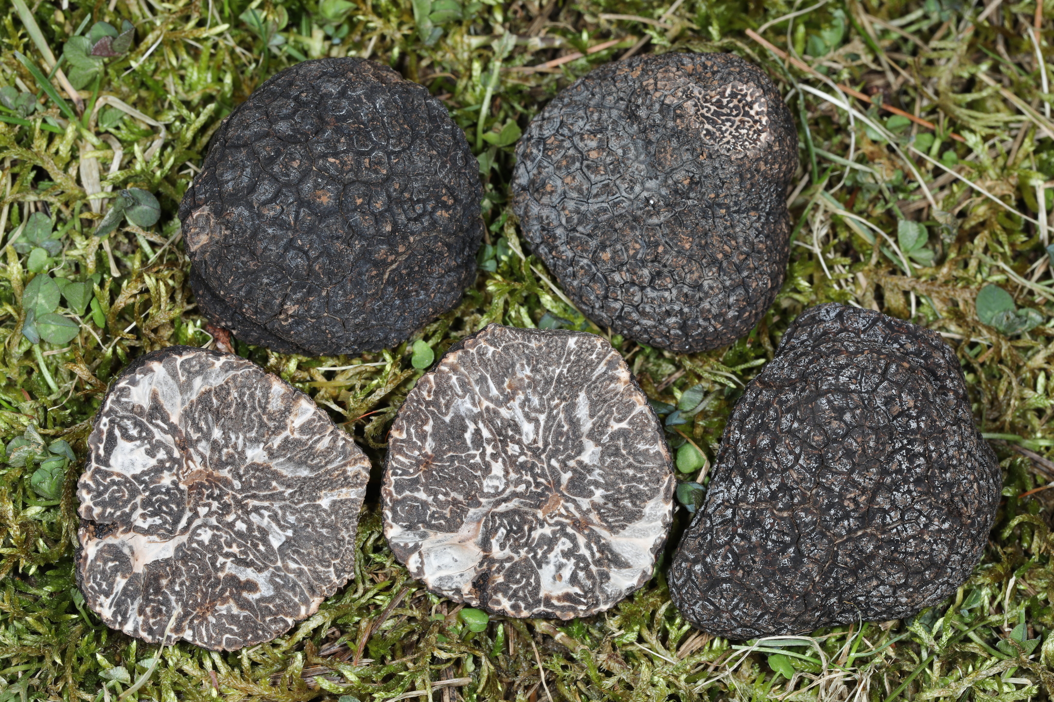 truffles様　ト◯・◯ーク T◯om Y◯rke ポ◯ター タジマ セフツールバスケット TB-TBSK