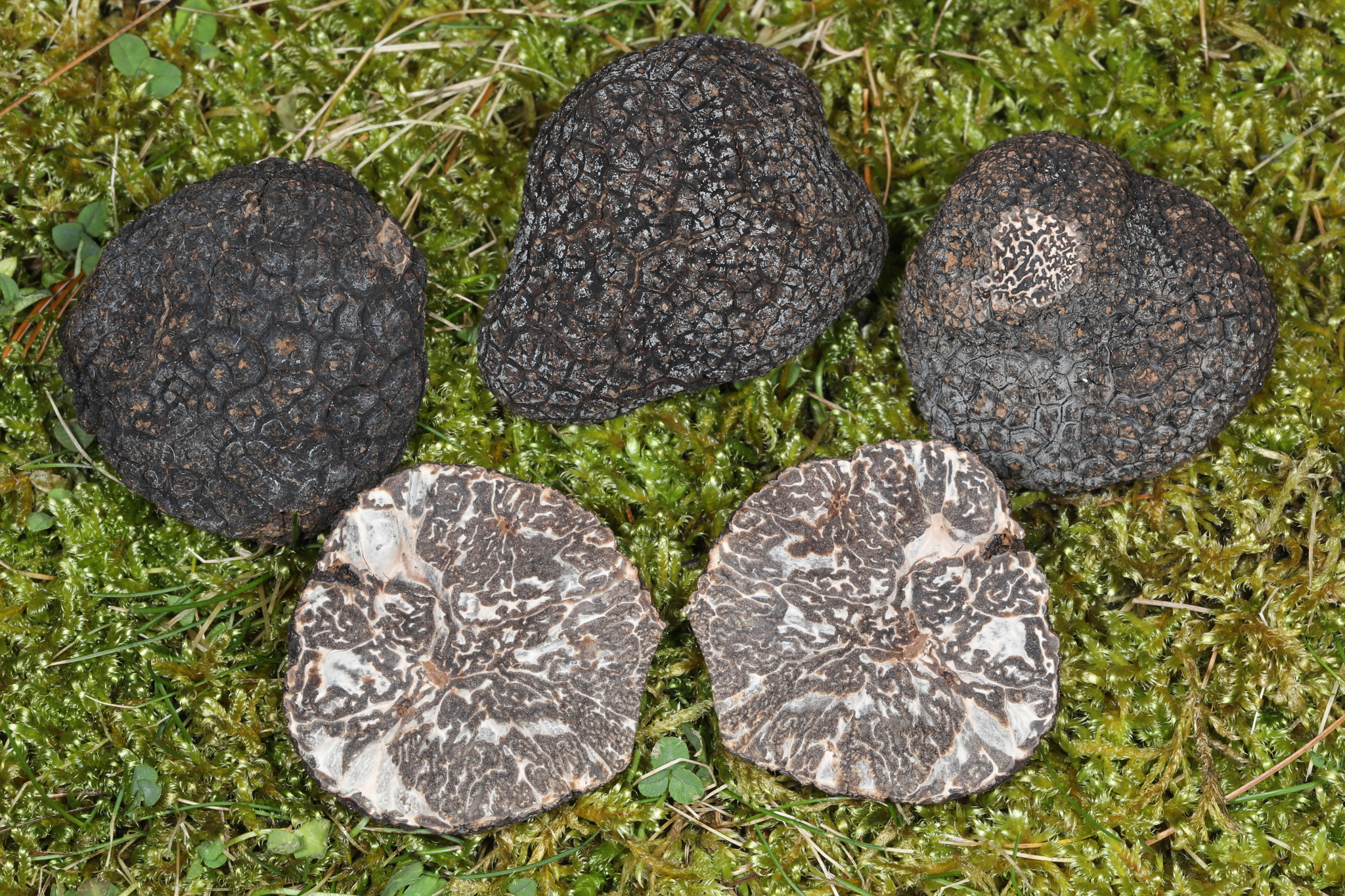 Tuber melanosporum