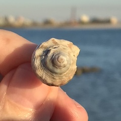 Stramonita canaliculata