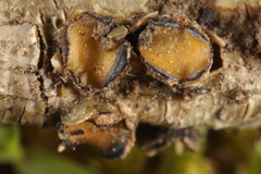 Coccomyces triangularis