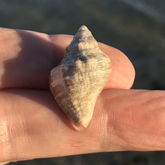 Stramonita canaliculata