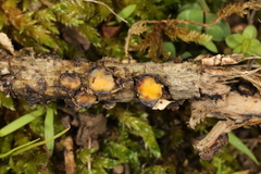 Coccomyces triangularis
