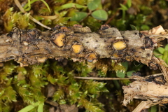 Coccomyces triangularis