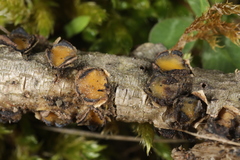 Coccomyces triangularis
