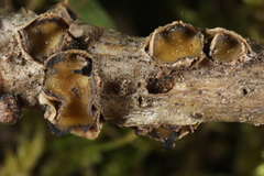 Coccomyces triangularis