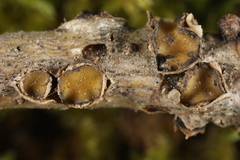 Coccomyces triangularis