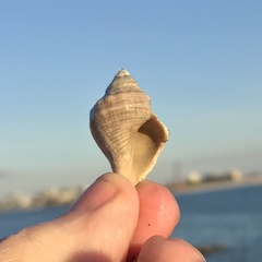 Stramonita canaliculata