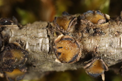 Coccomyces triangularis