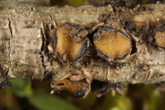 Coccomyces triangularis