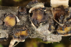 Coccomyces triangularis