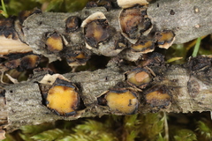 Coccomyces triangularis