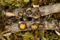 Coccomyces triangularis