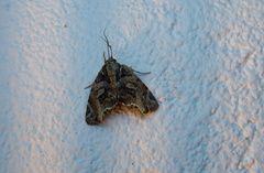 Noctuoidea