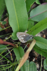 Coenonympha semenovi