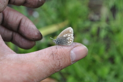 Coenonympha semenovi