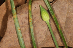 Puccinia asparagi