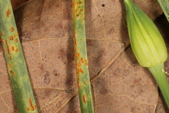 Puccinia asparagi
