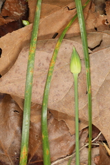 Puccinia asparagi