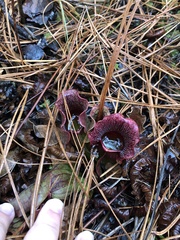 Sarracenia purpurea venosa