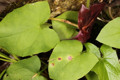 Puccinia orbicula