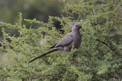Corythaixoides concolor concolor
