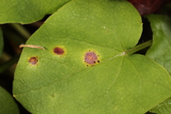 Puccinia orbicula