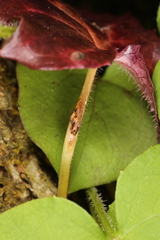 Puccinia orbicula