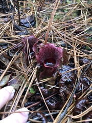 Sarracenia purpurea venosa