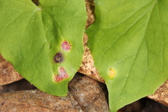 Puccinia orbicula