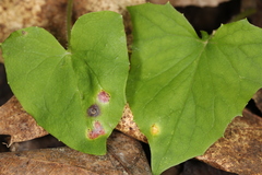 Puccinia orbicula