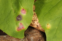 Puccinia orbicula