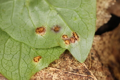 Puccinia orbicula
