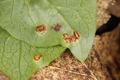 Puccinia orbicula
