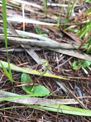 Chiloglottis reflexa