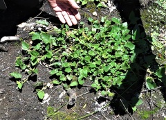 Commersonia prostrata