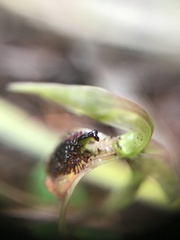Chiloglottis reflexa