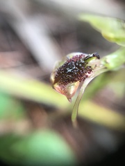 Chiloglottis reflexa