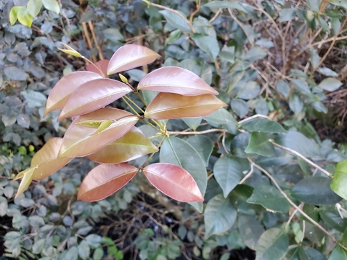 Image of Calyptranthes zuzygium by (c) Tom Field, some rights reserved (CC BY)