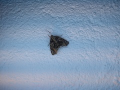 Noctuoidea