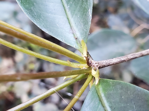 Image of Calyptranthes zuzygium by (c) Tom Field, some rights reserved (CC BY)