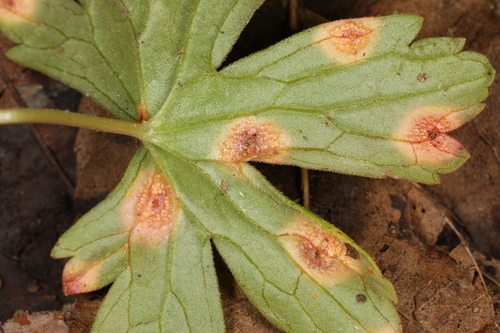 Puccinia polygoni-amphibii