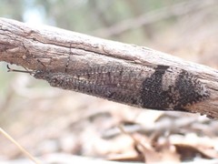 Glenoleon pulchellus