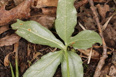 Puccinia orbicula