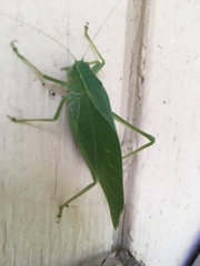 Microcentrum rhombifolium